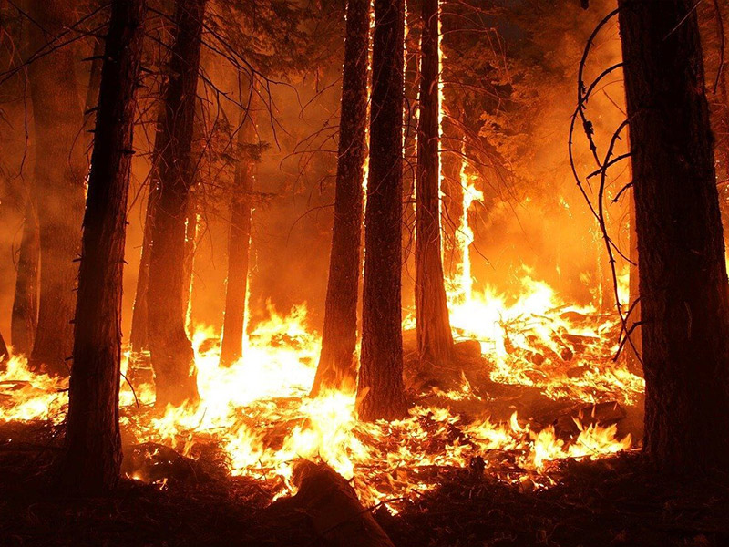 A forest burning