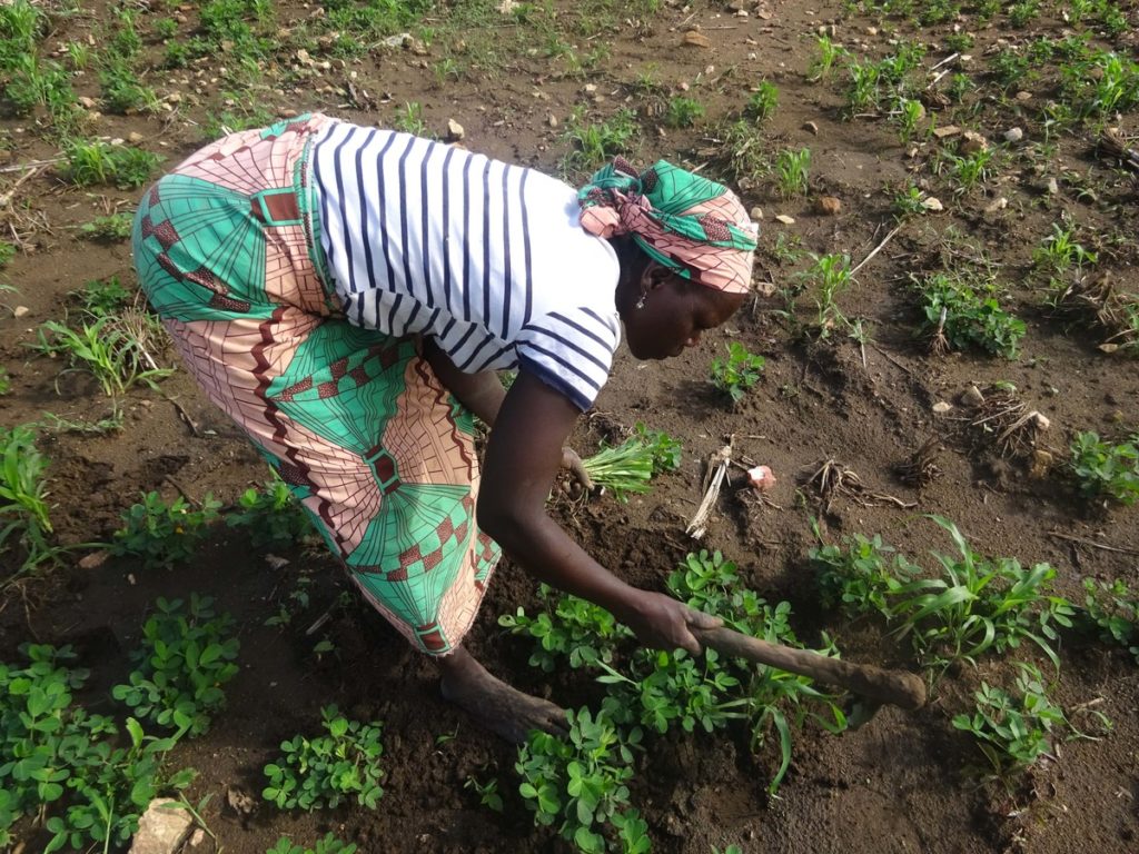 Esther harvesting her crops