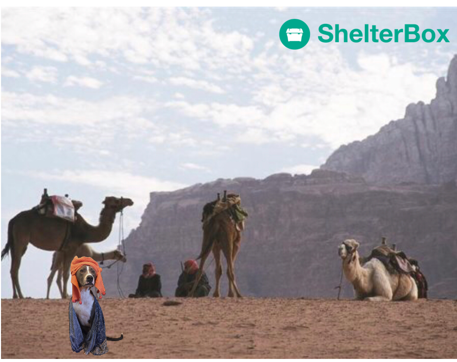 Dog with robe and head covering photoshopped into the desert with camels